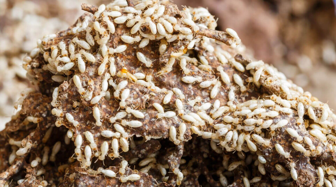 Descupinização no bairro São Miguel Paulista