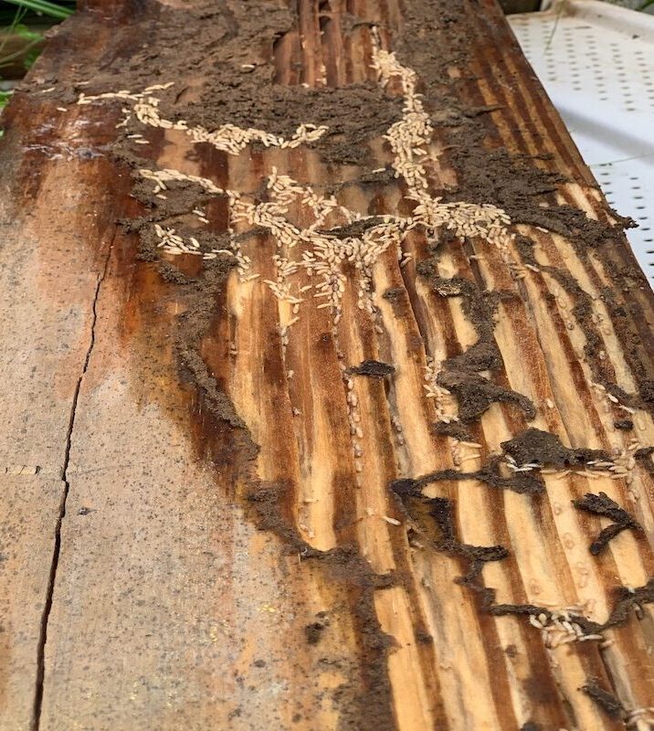 Dedetizadora de cupins subterrâneos