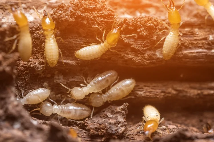 Cupins de madeira seca