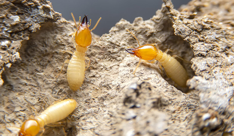 Descupinização 24 horas em Pinheiros