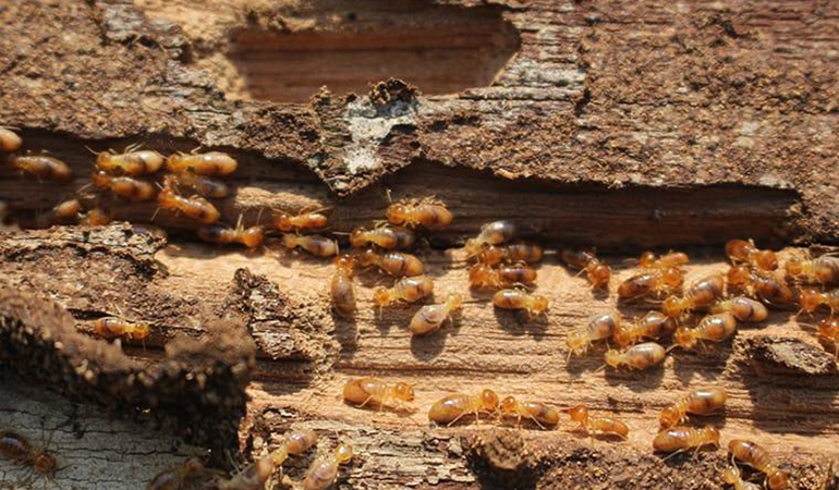 Descupinização em Perdizes