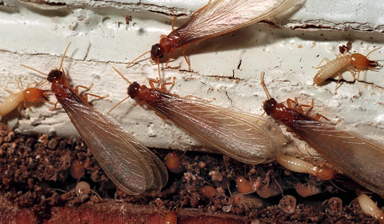 Descupinização no Bairro da Vila Mariana