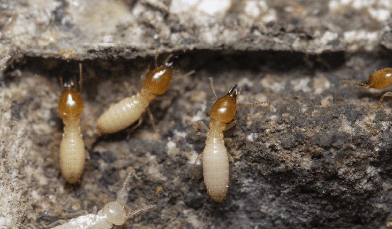 Descupinização no Bairro de Moema