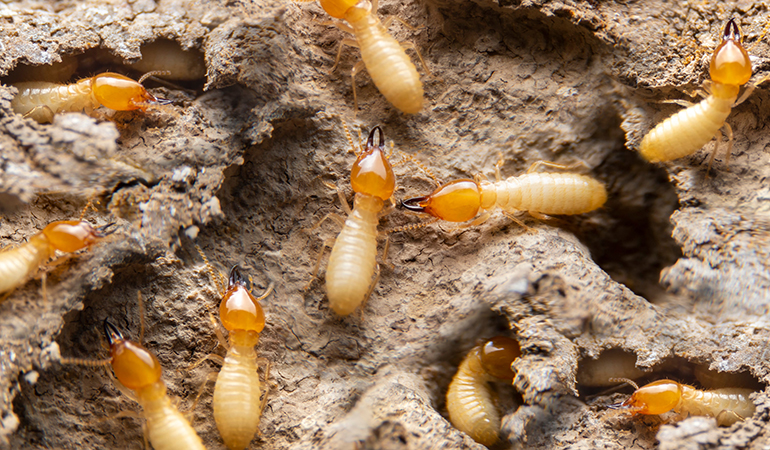 SaneLife empresa de descupinização 1 empresa de descupinização