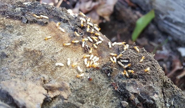escupinização no bairro Tucuruvi