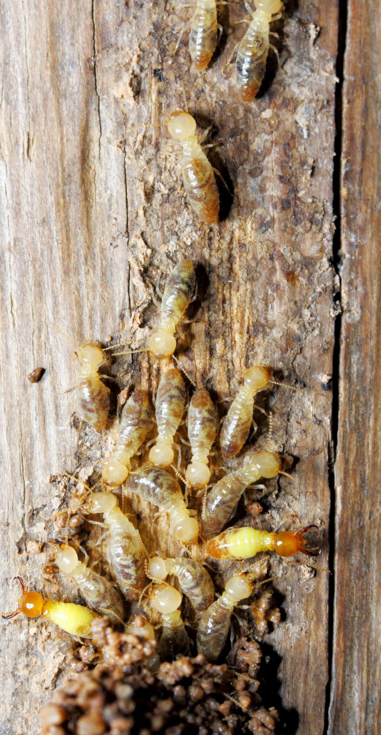 Descupinização para cupins 1 serviços profissionais de descupinização